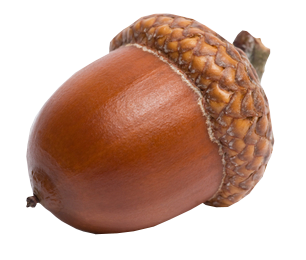 an acorn